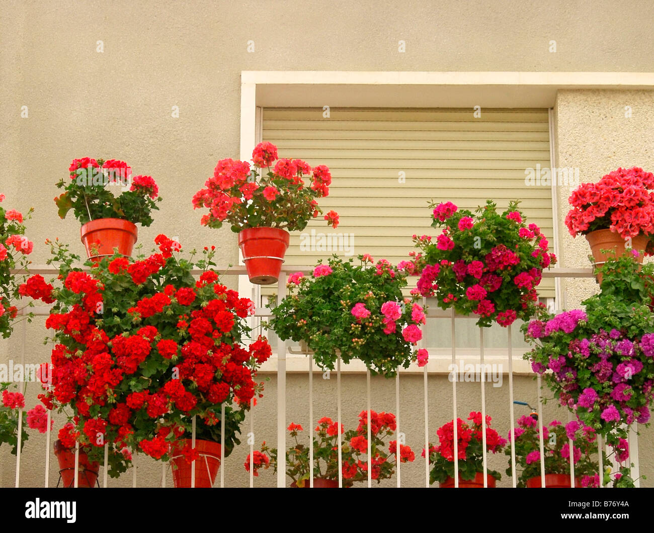 Geraniums in a balcony Pelargonium hybr Stock Photo - Alamy