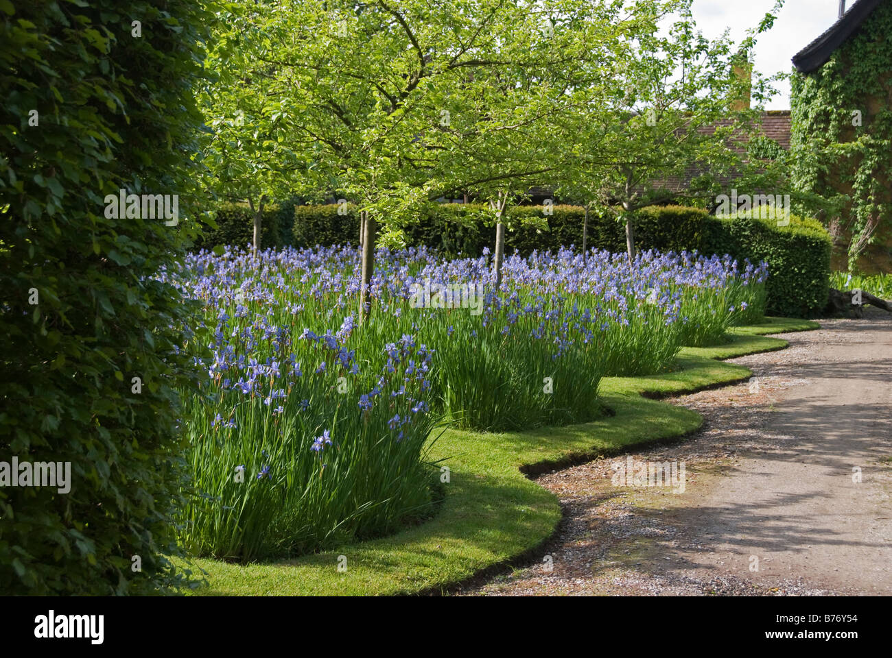 Bryan's Ground garden, Herefordshire, UK, seen in 2008 before the canal was built. Iris sibirica (Siberian Iris) lines the approach to the house Stock Photo