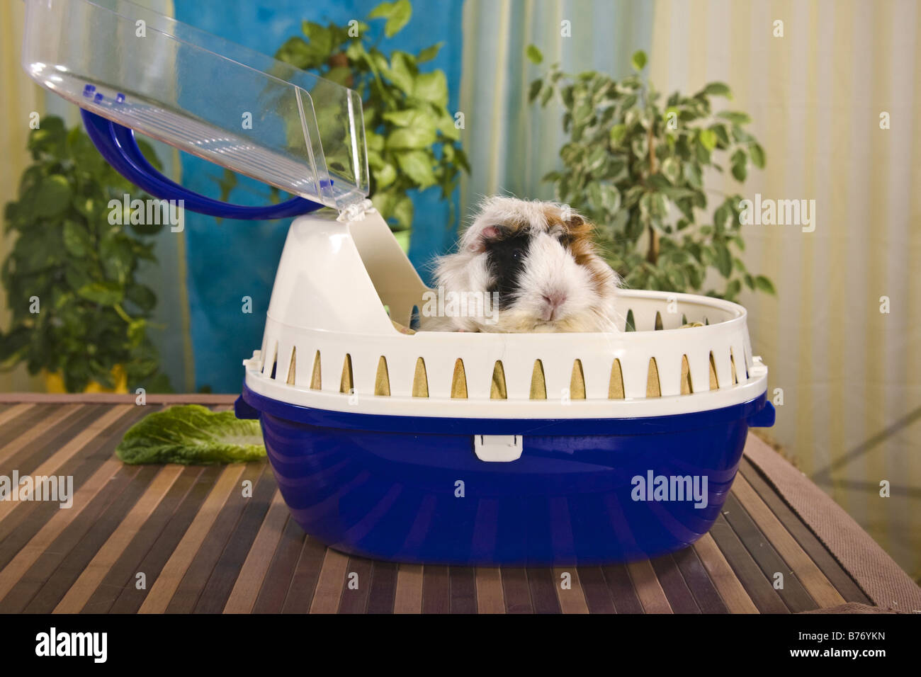 Guinea pig transport clearance cages