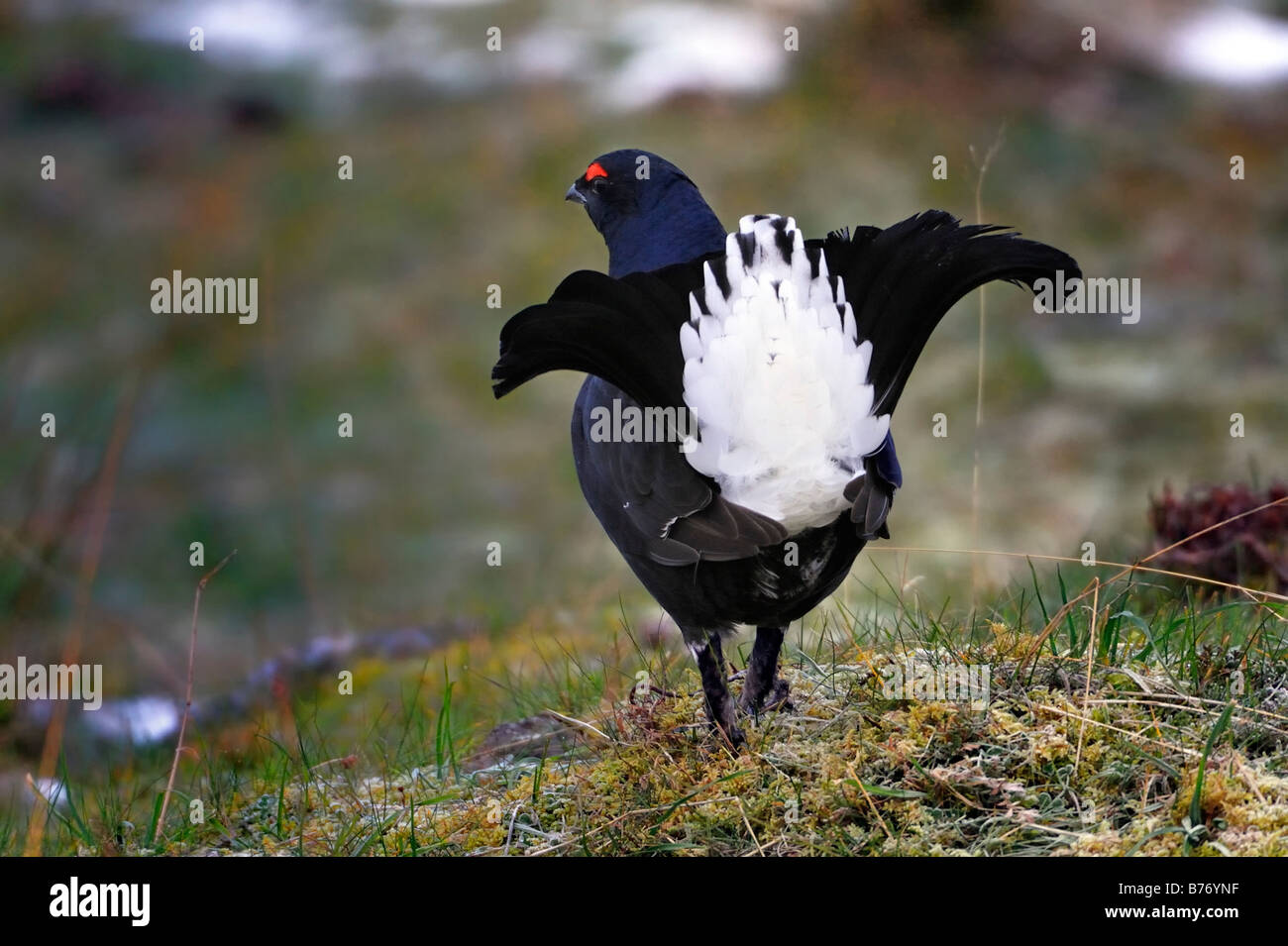 Black Grouse (Tetrao tetrix) Corrimony RSPB reserve Stock Photo