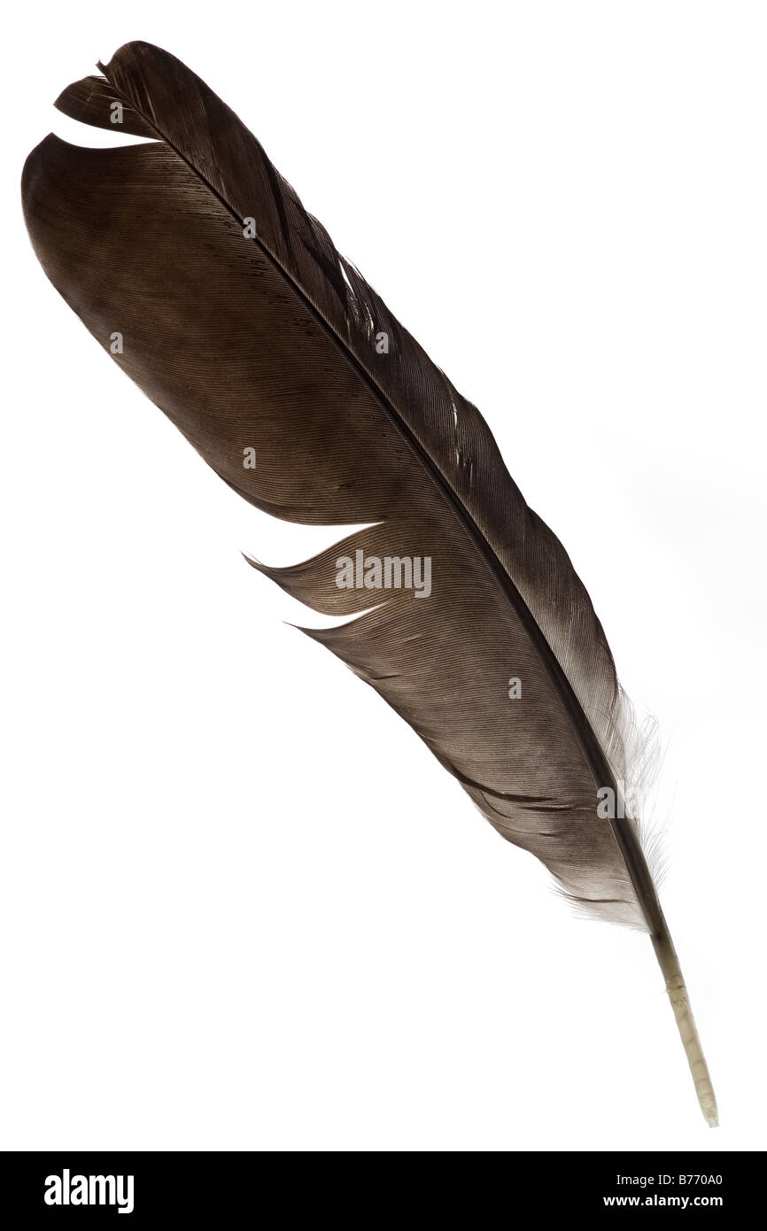 a quill feather on white Stock Photo