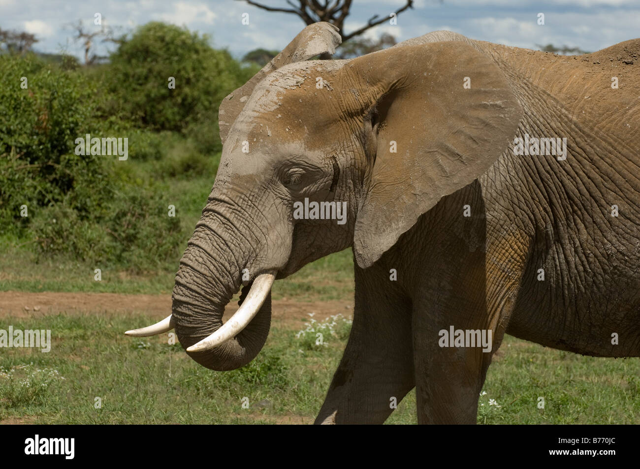 Elephant Amboseli National Park Kenya Stock Photo