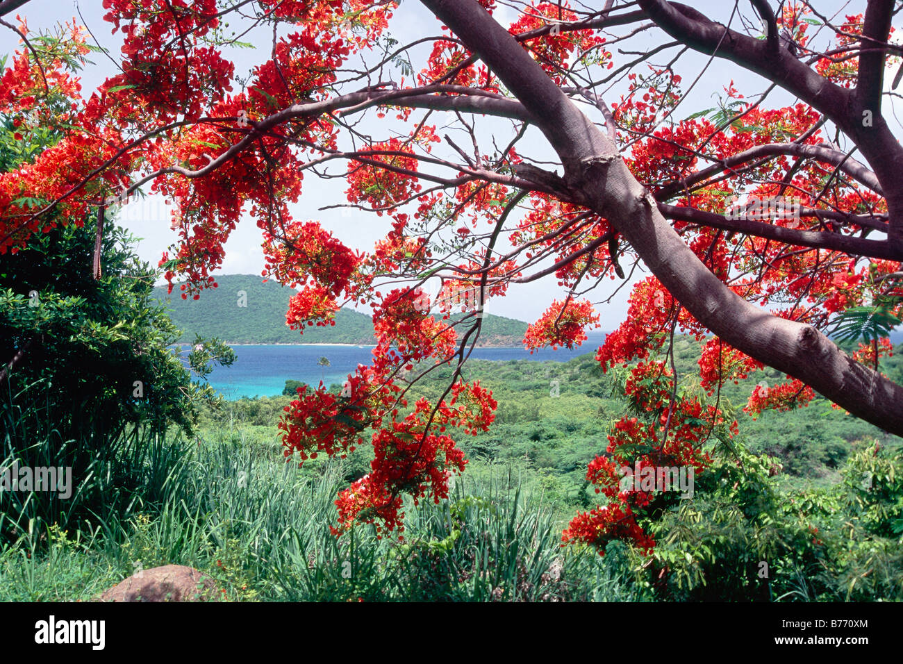 Blooming Flamboyan Tree Tamarind Bay Culebra Island Puerto Rico Stock Photo