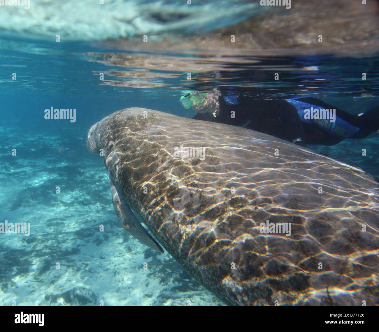 West Indian Manatee snorkel diver Crystal river florida Stock Photo - Alamy
