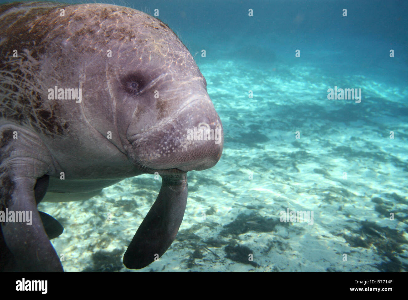 West Indian Manatee Stock Photo - Alamy