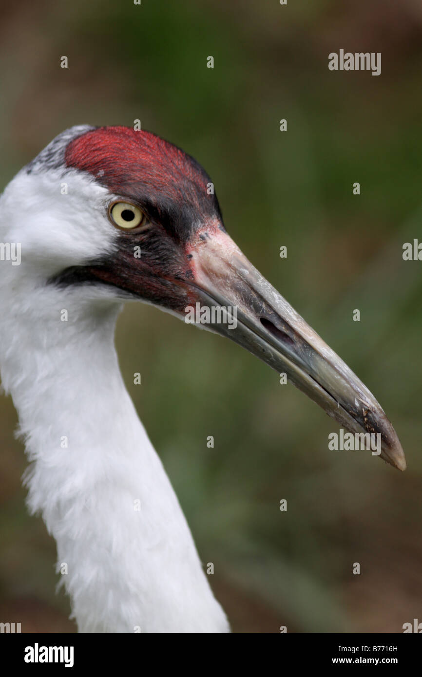 whooping crane captive breeding Homosassa State Park endangered wildlife bird florida Stock Photo