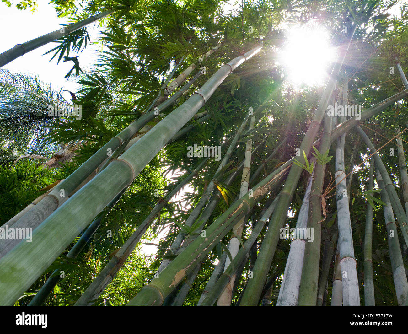 Sunlight breaking through leaves of very tall crop of bamboo plants