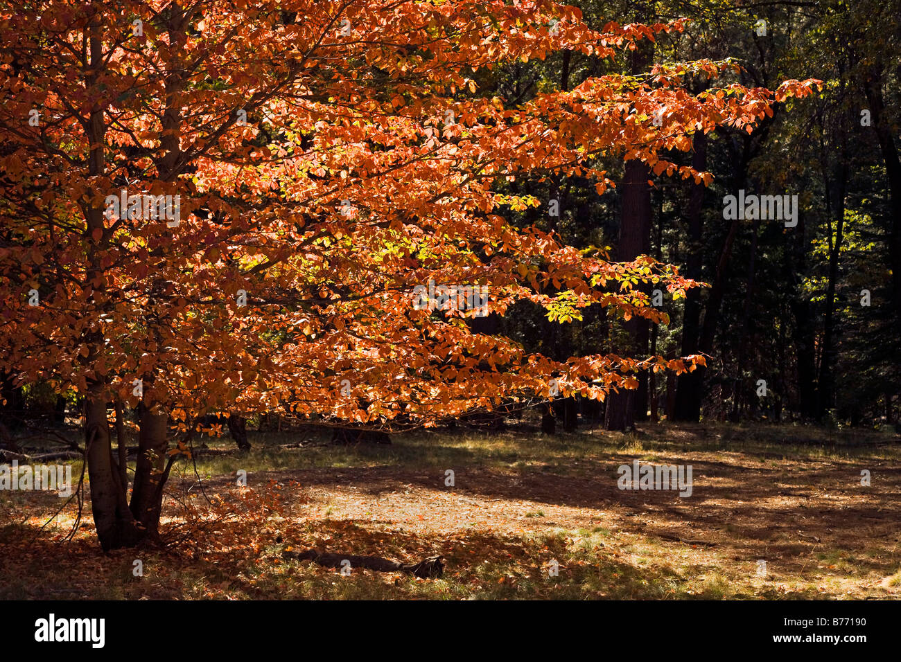 Dogwood trees hires stock photography and images Alamy