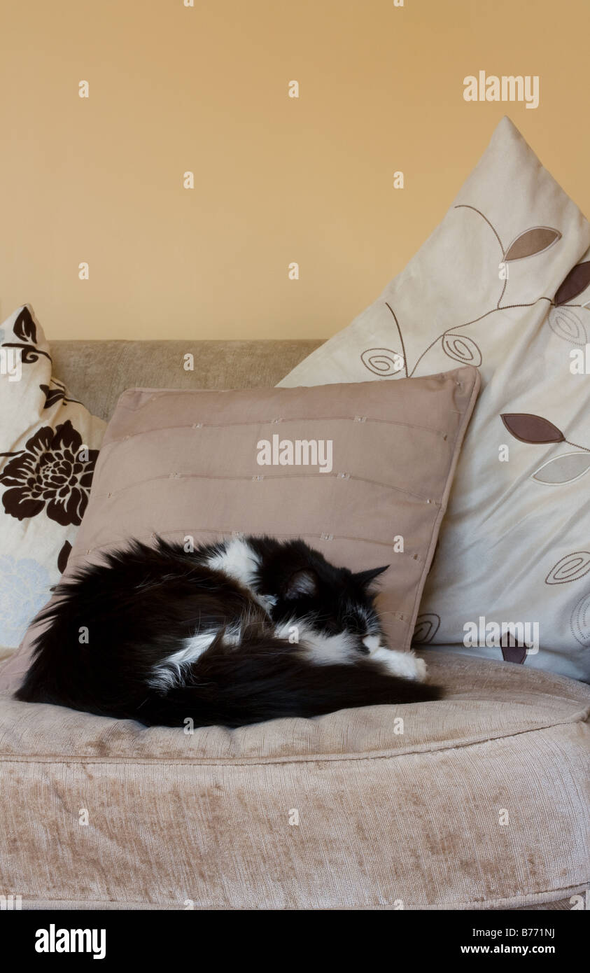 Black and White cat curled up sleeping on sofa Stock Photo - Alamy