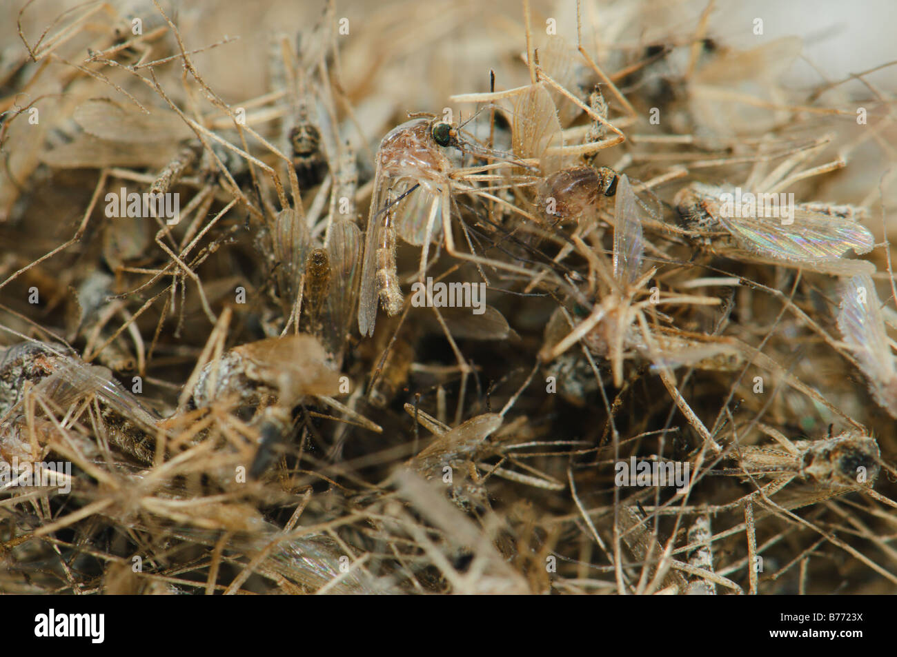 Pile of dead Aedes caspius mosquitoes Spain Stock Photo Alamy