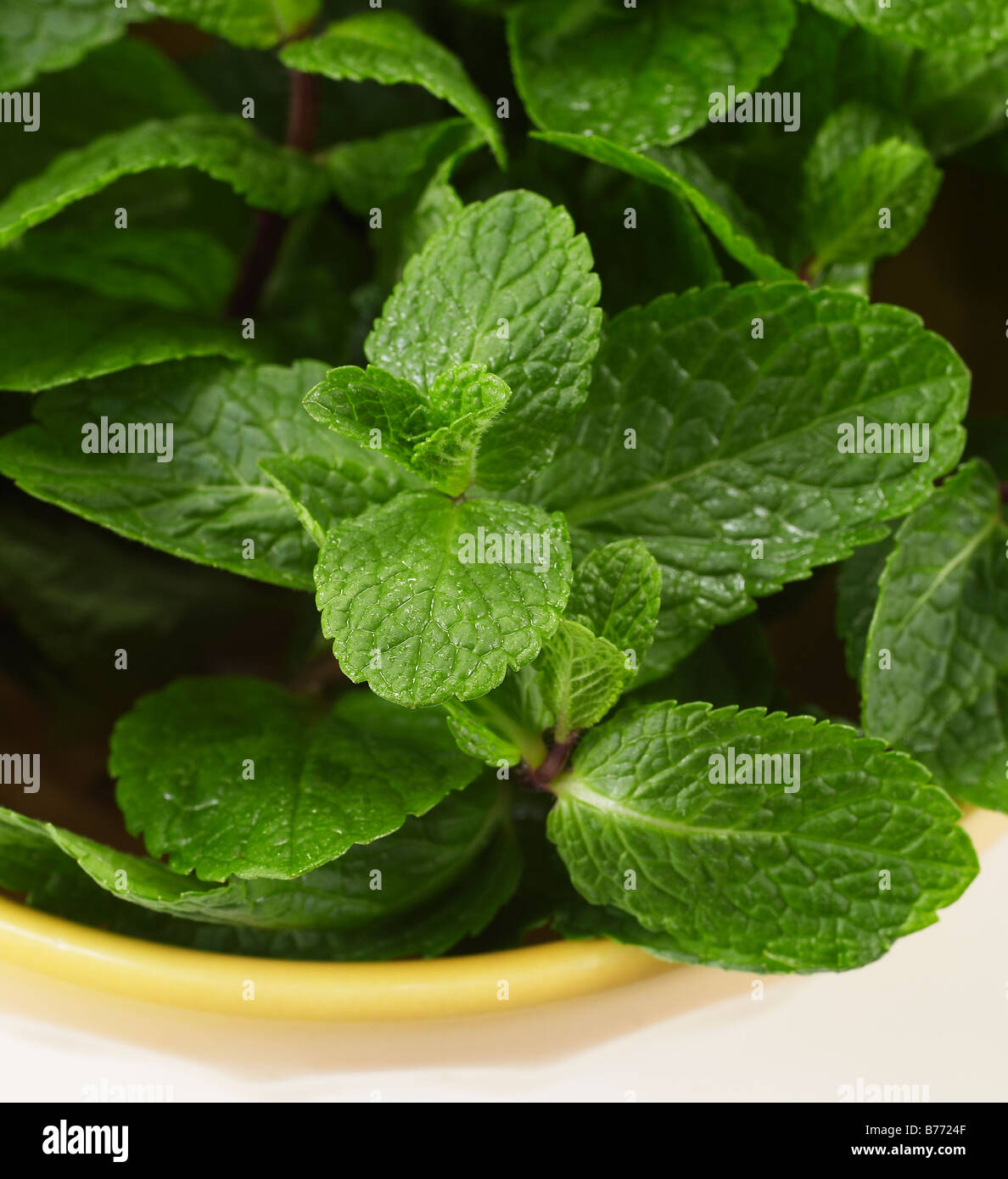 Mint leaves in a yellow bowl on a white background Stock Photo