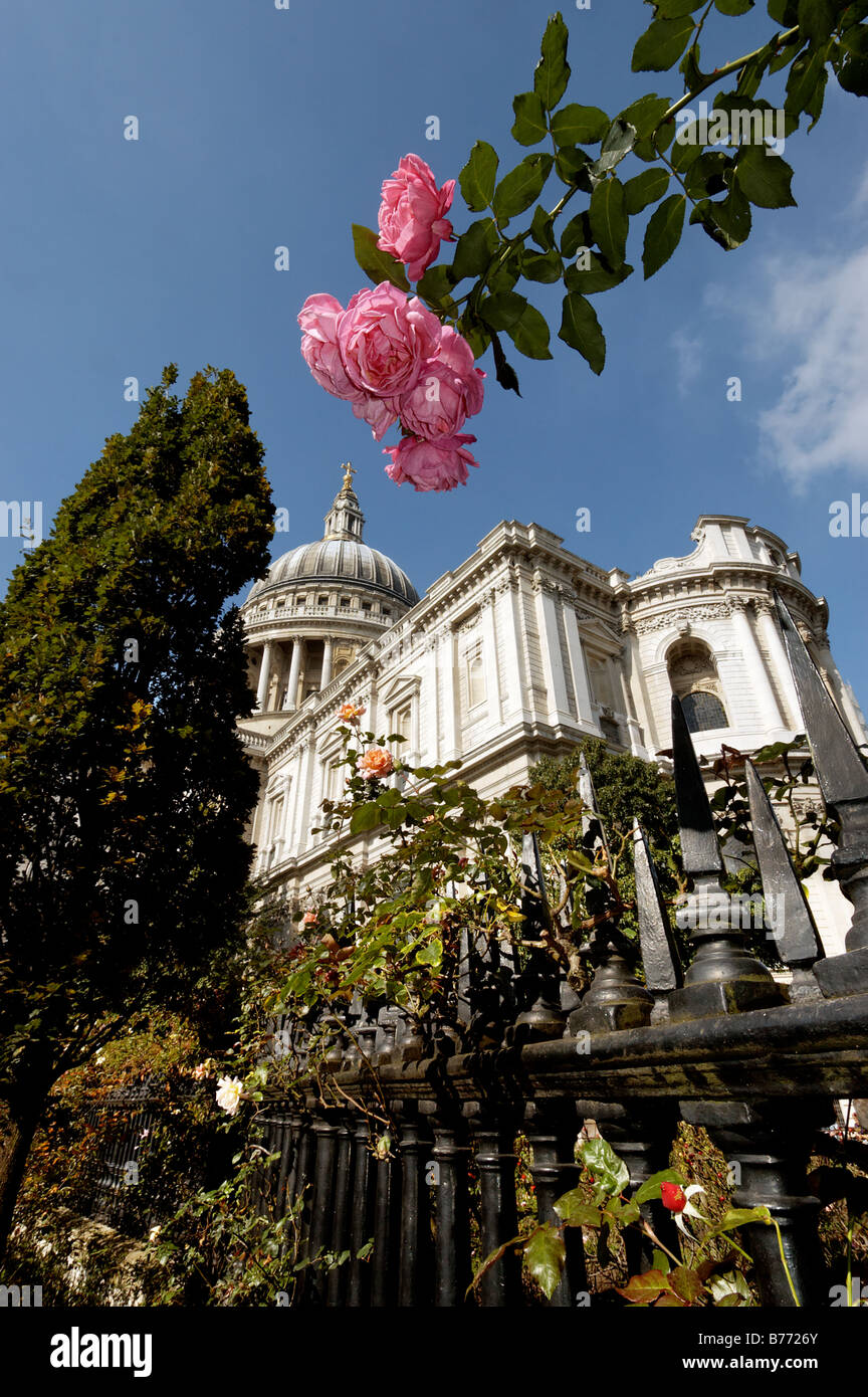 Saint Paul's cathedral in London with a rose in the foreground Stock Photo