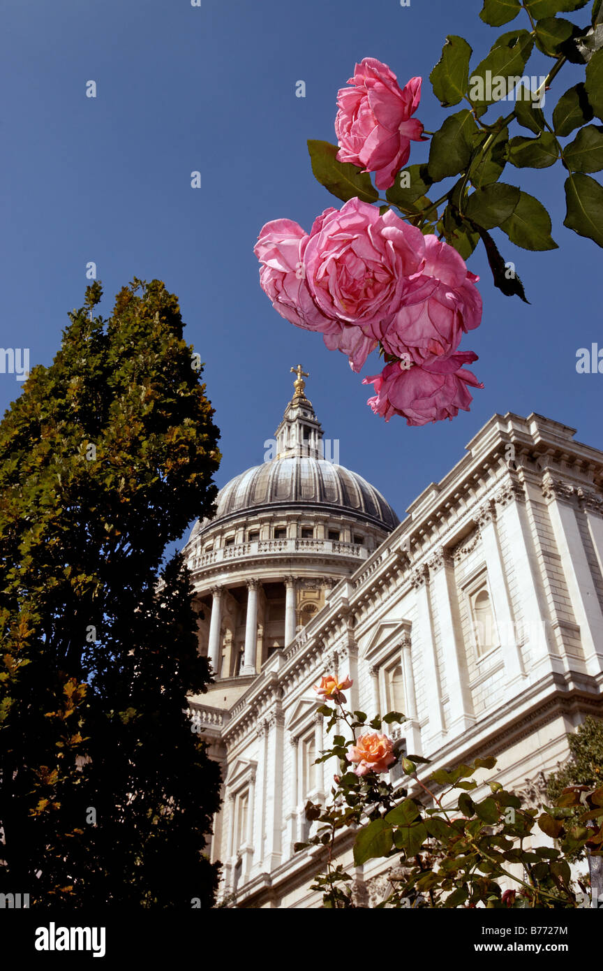 Saint Paul's cathedral in London with a rose in the foreground Stock Photo