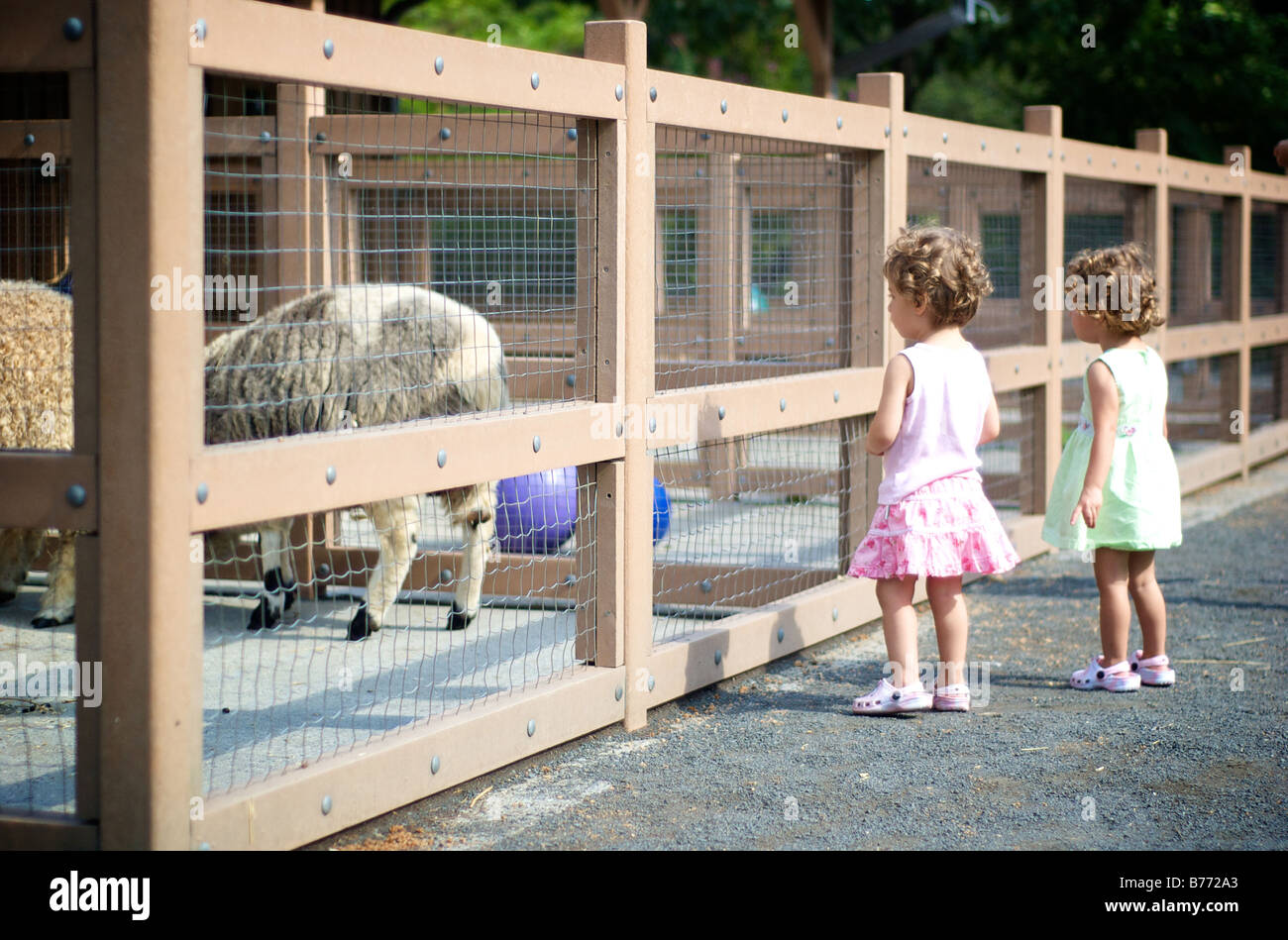 Two children watch Jacob Four Horned Sheep Through Fence Stock Photo