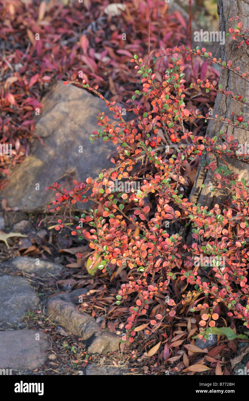 Cotoneaster (Cotoneaster procumbens) Stock Photo