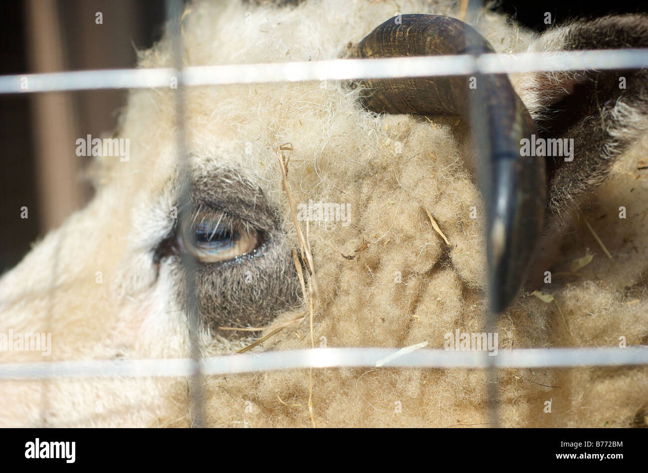 Closeup photo of eye wool and horn or Jacob Four Horned Sheep through fence at Prospect Park Zoo in Brooklyn New York USA Stock Photo