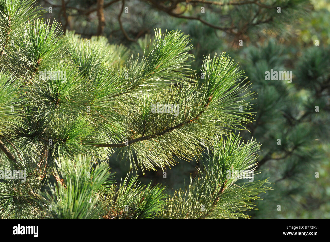 Arolla pine (Pinus cembra) Stock Photo