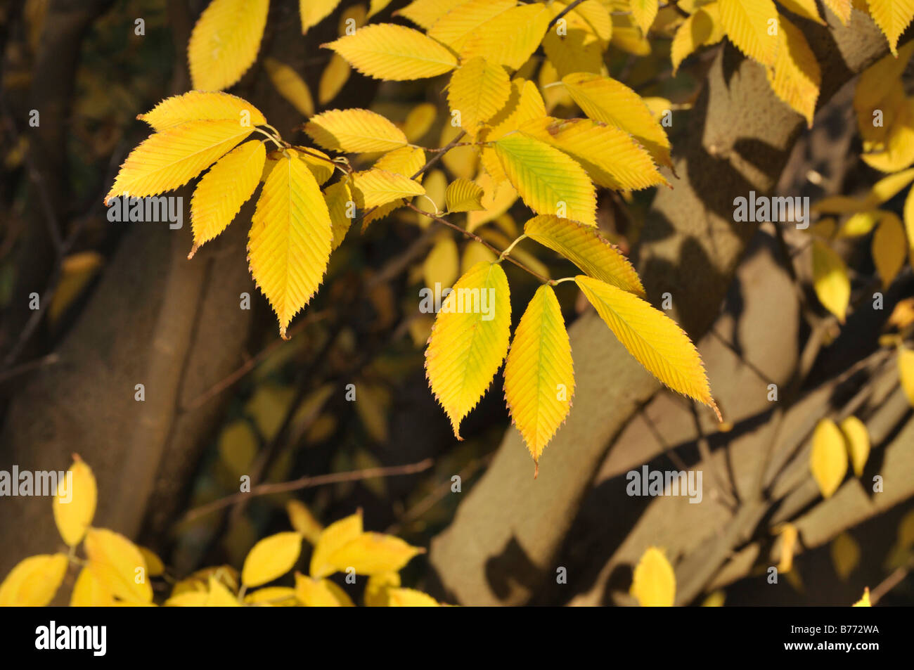 Hornbeam maple (Acer carpinifolium) Stock Photo