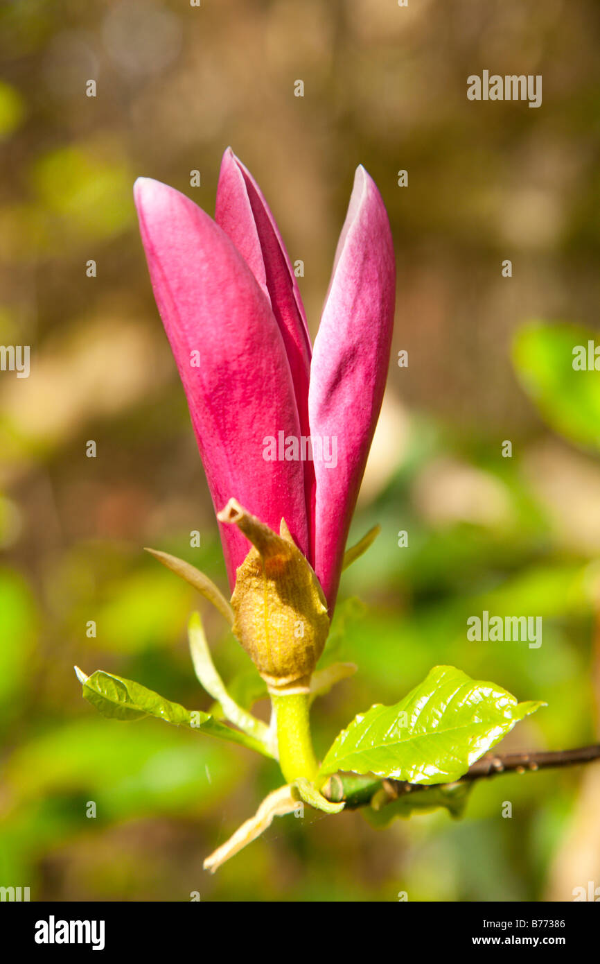 Magnolia bud opening into a flower Stock Photo