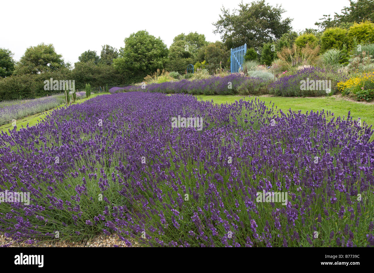Lavender garden with Lavender Hidcote Stock Photo