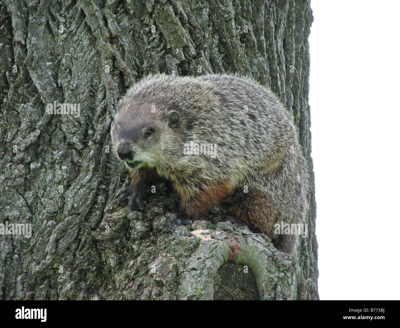 Groundhog in tree. Stock Photo