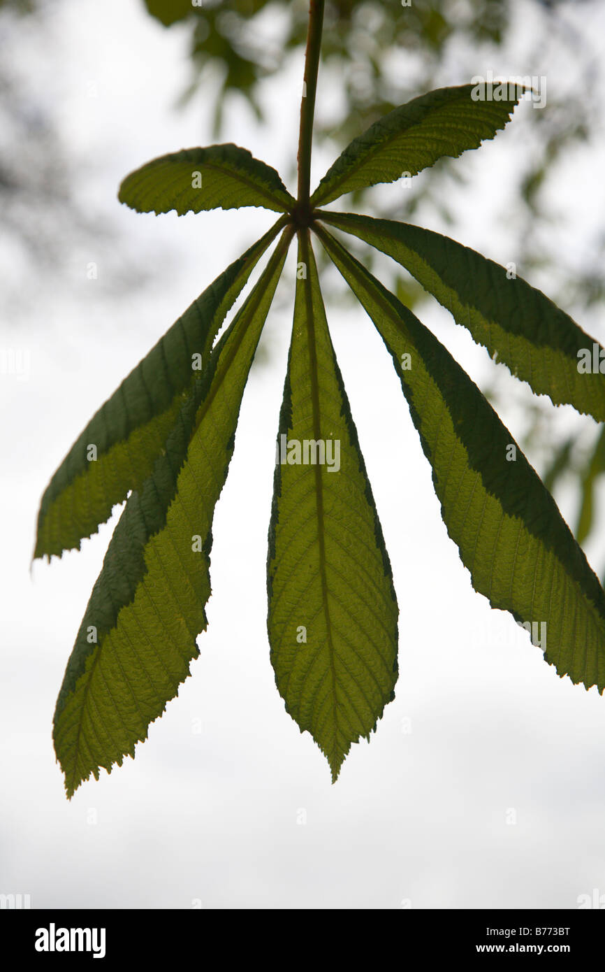 Leaves of a horse chestnut tree in spring Stock Photo