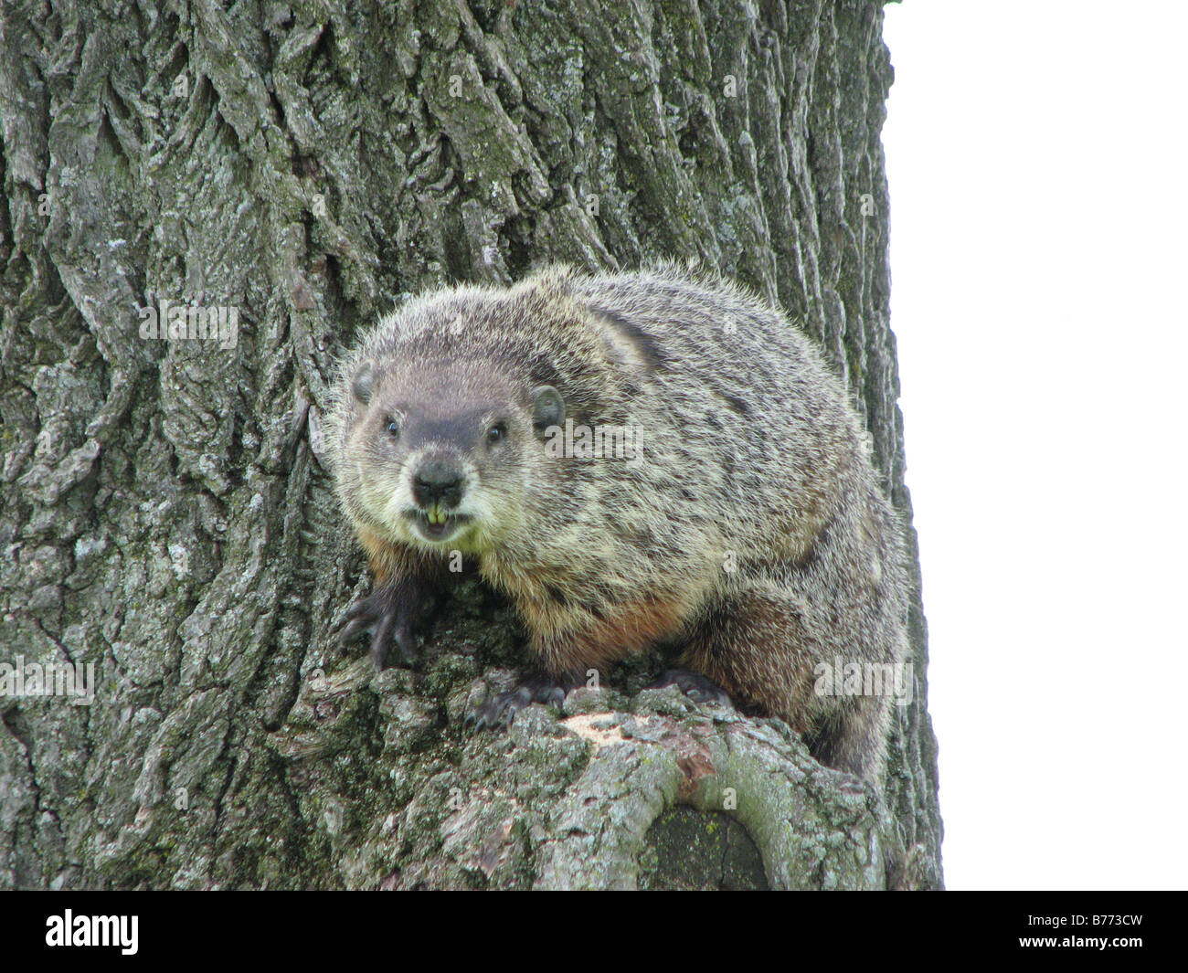 Groundhog in tree. Stock Photo