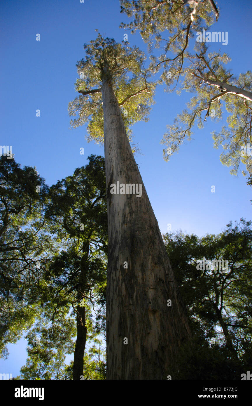 Some of the world's tallest white gum trees in the Evercreech Forest