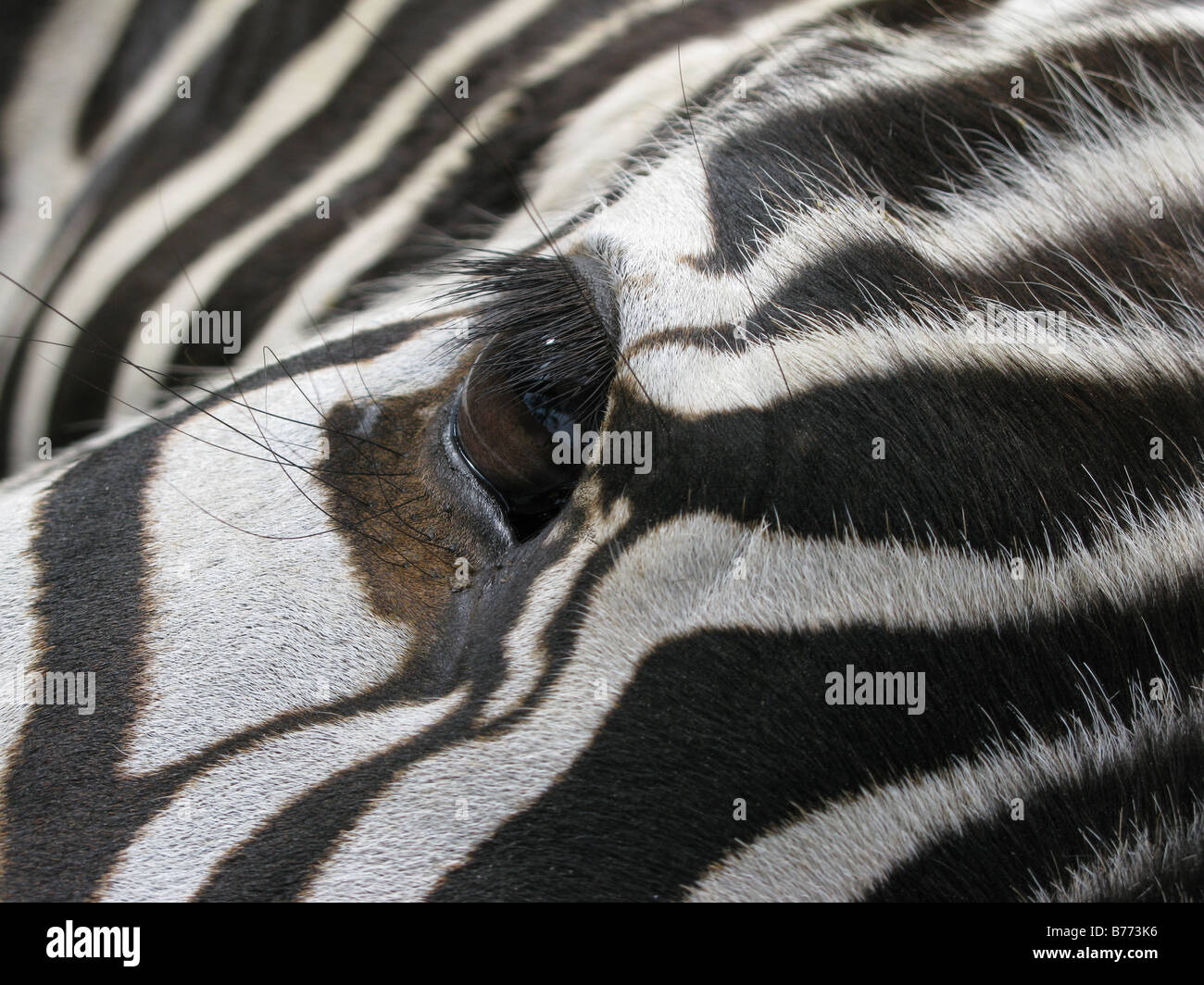 Zebra, EYE cebra close up, white and black Stock Photo