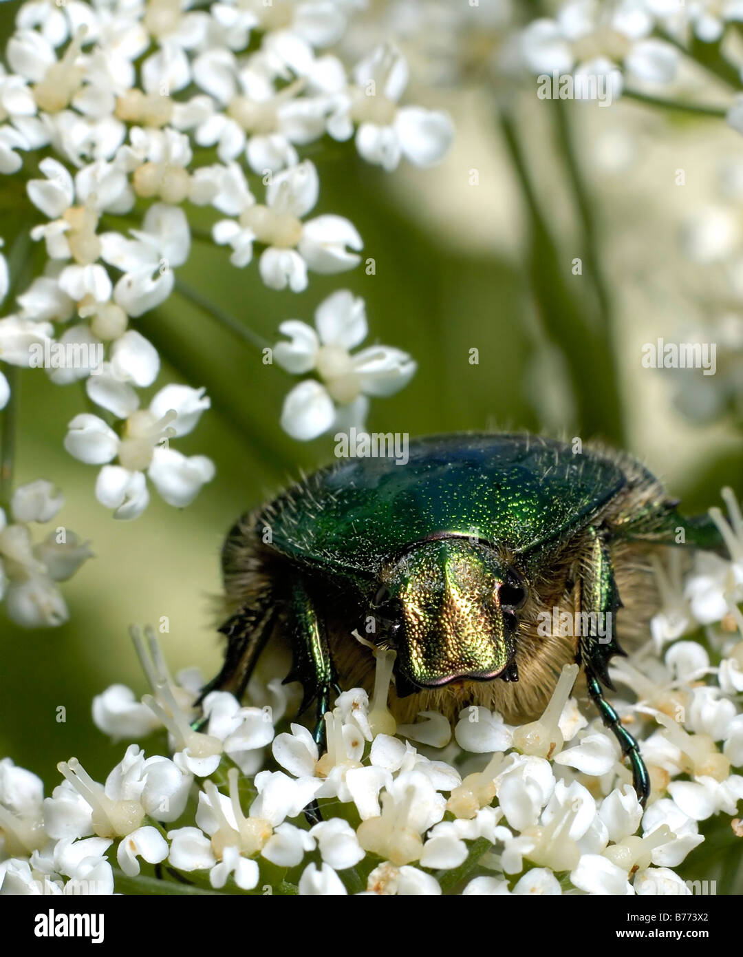 Macro of the golden green bug eating the white flowers Stock Photo - Alamy