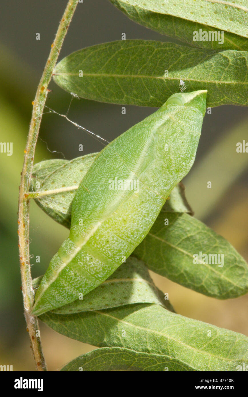 Caterpillar changing into pupa hi-res stock photography and images - Alamy