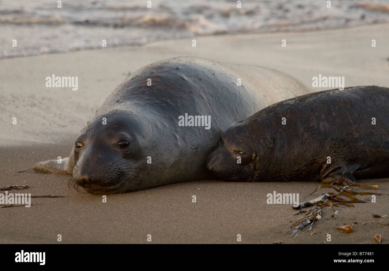 Baby elephant seal in water hires stock photography and images Alamy