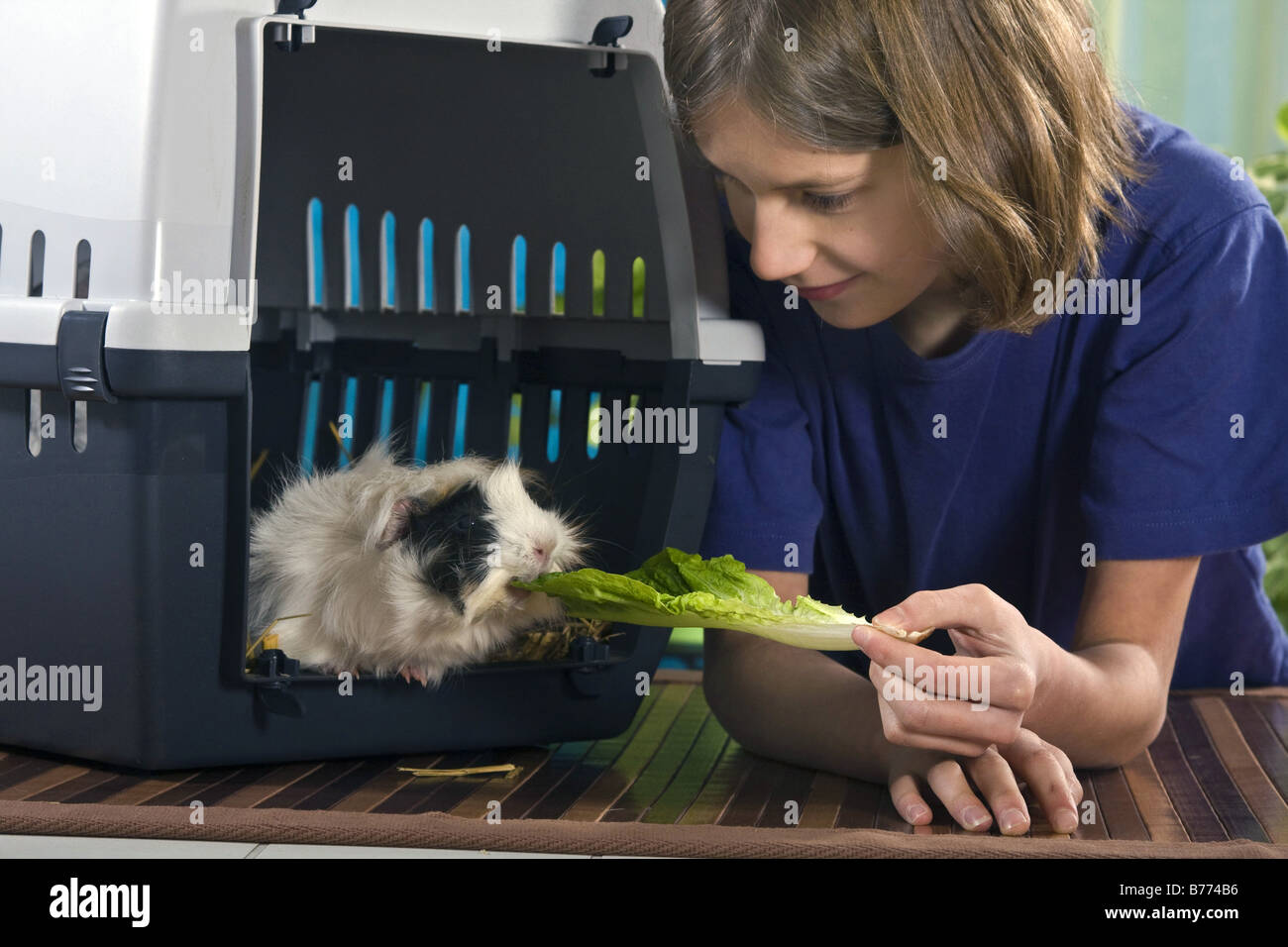 cavy, guinea pig (Cavia spec.), girl lures her guinea pig out of its