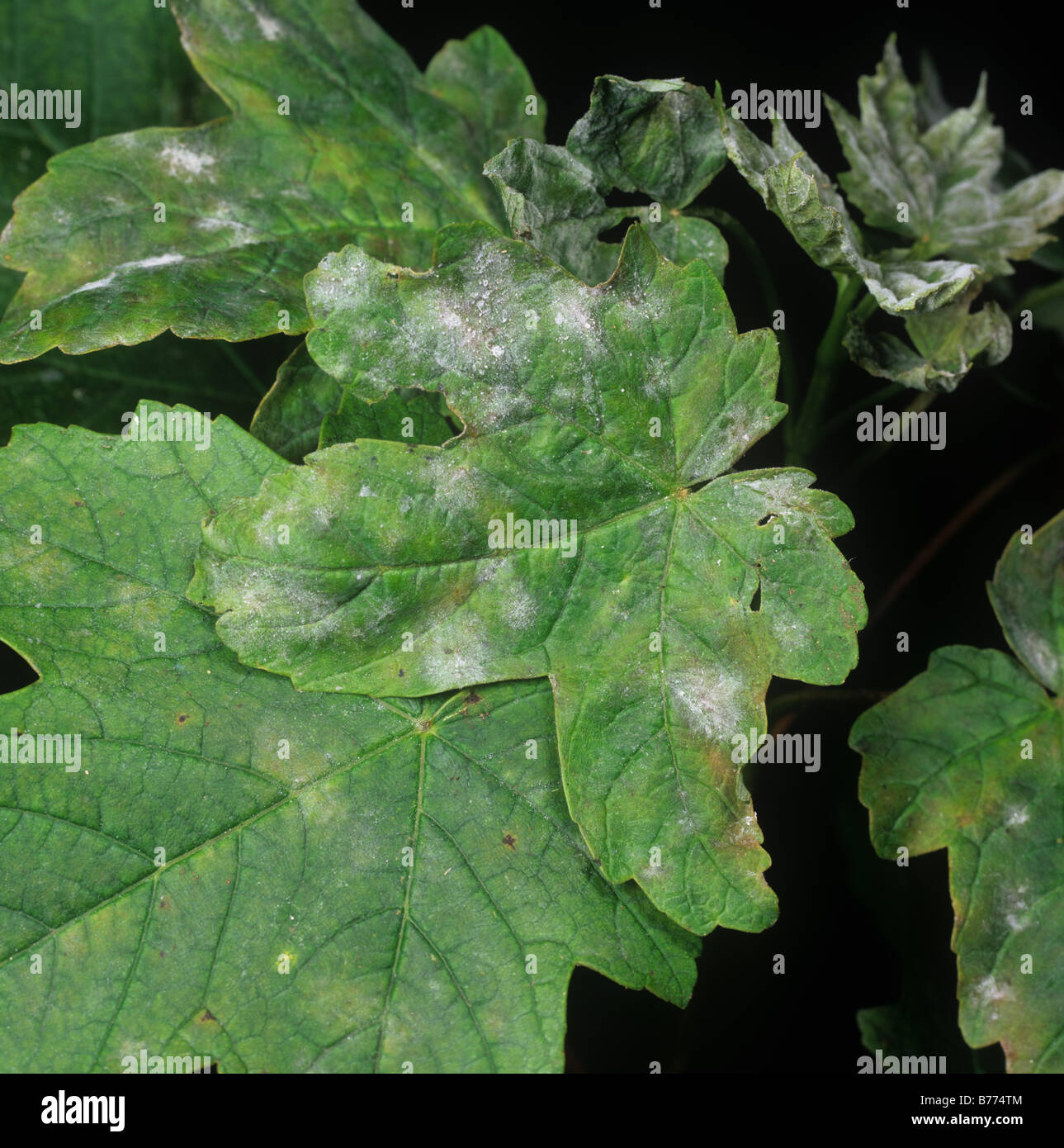 Sycamore leaves hires stock photography and images Alamy