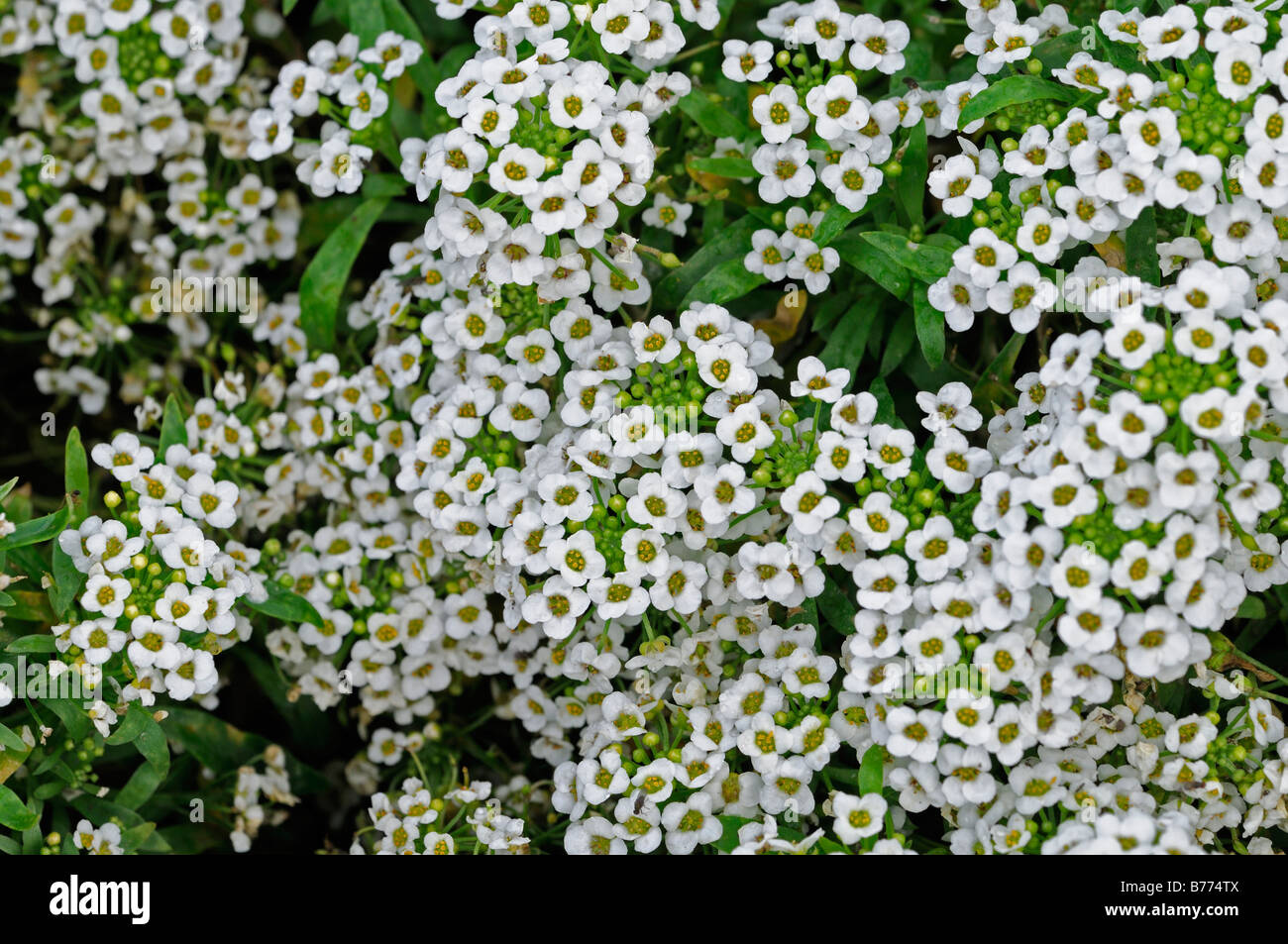 Lobularia maritima Carpet of Snow syn Alyssum cultivar snowdrift white flower bloom blossom annual mass profuse profusion color Stock Photo