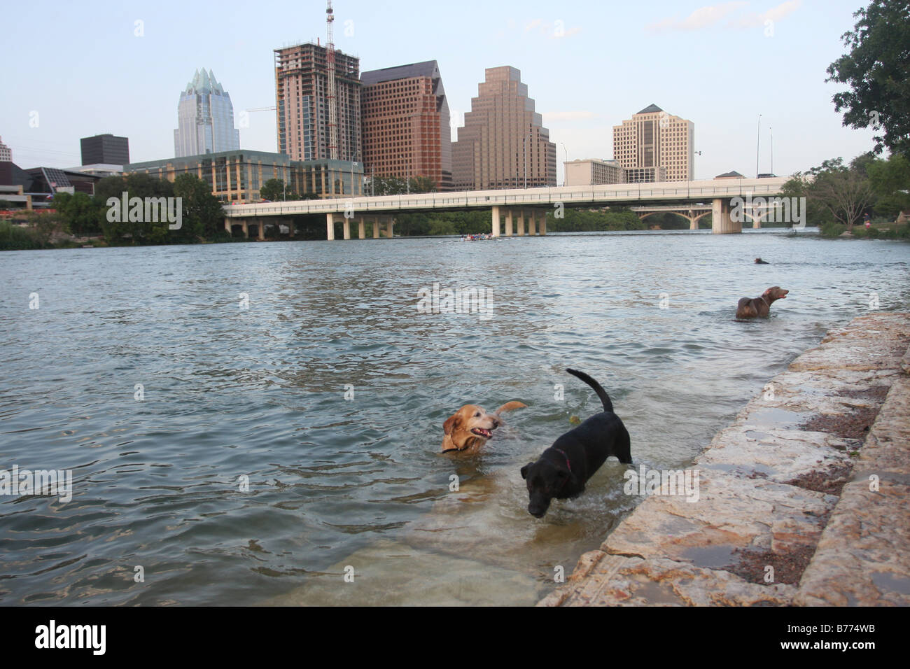Austin texas downtown dog park Colorado river cooling play water pet dogpark Stock Photo