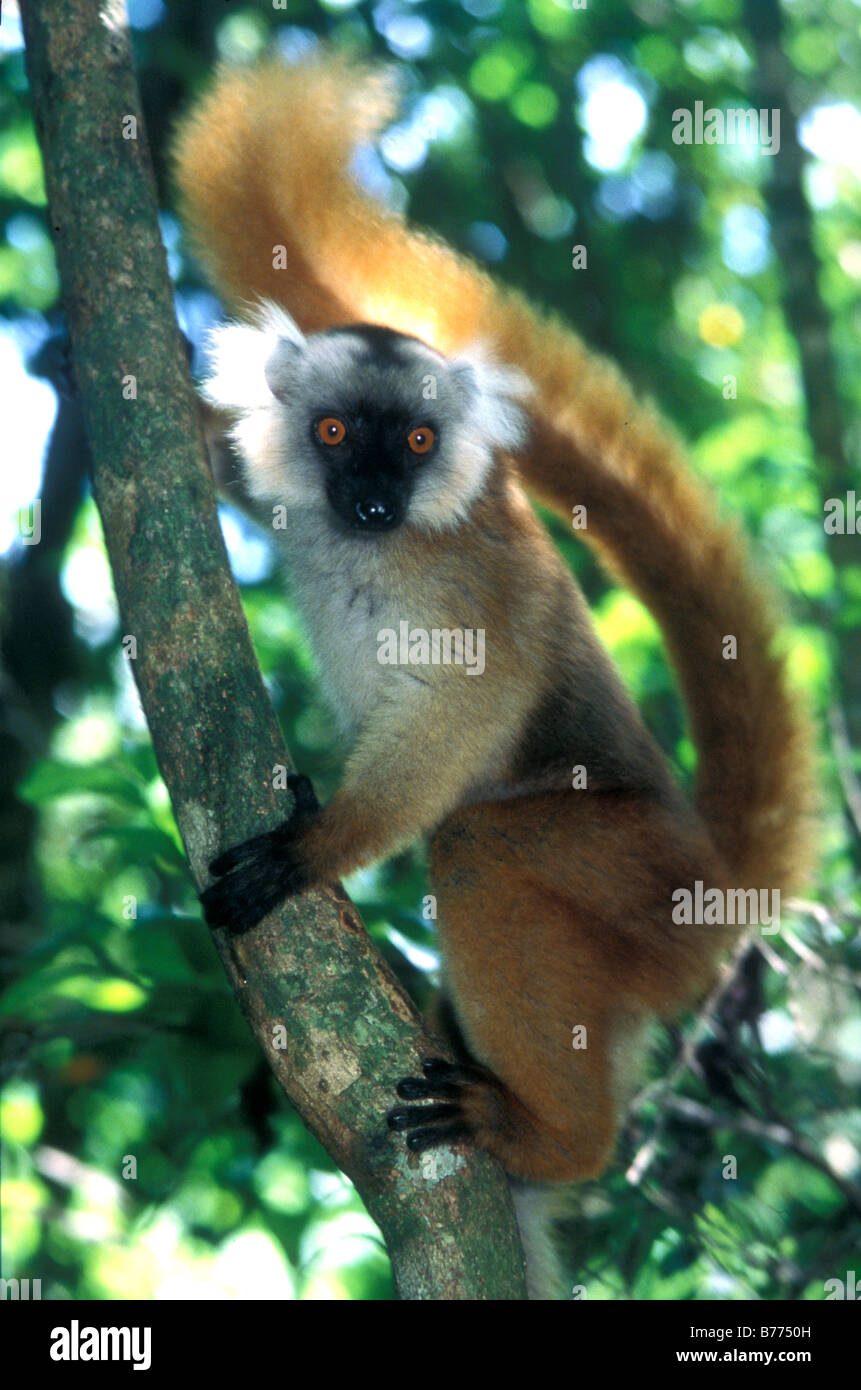 female black lemur madagascar Stock Photo