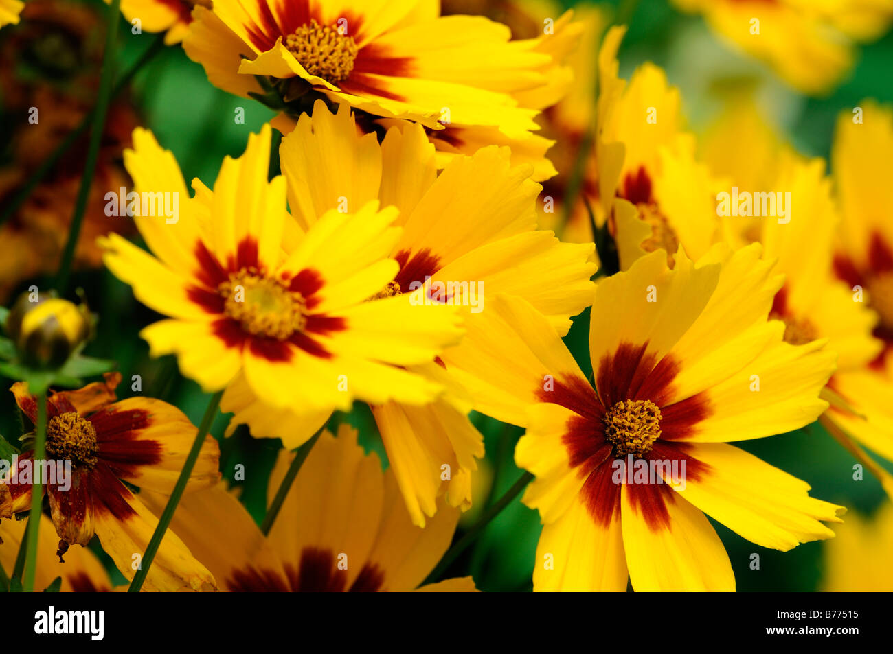 Coreopsis Grandiflora Helios golden yellow flowers mahogany red