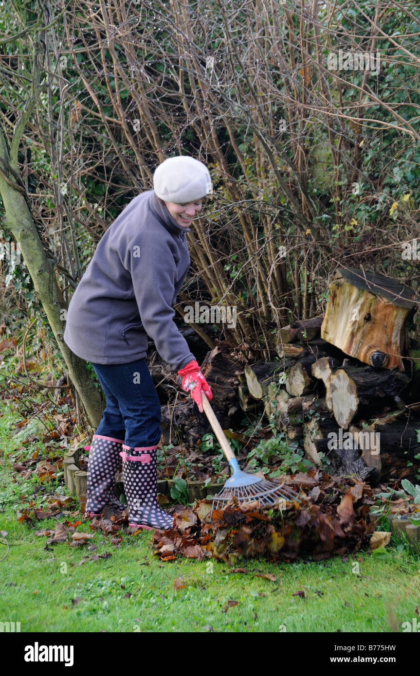 Woman raking fallen leaves with lawn rake UK November Stock Photo