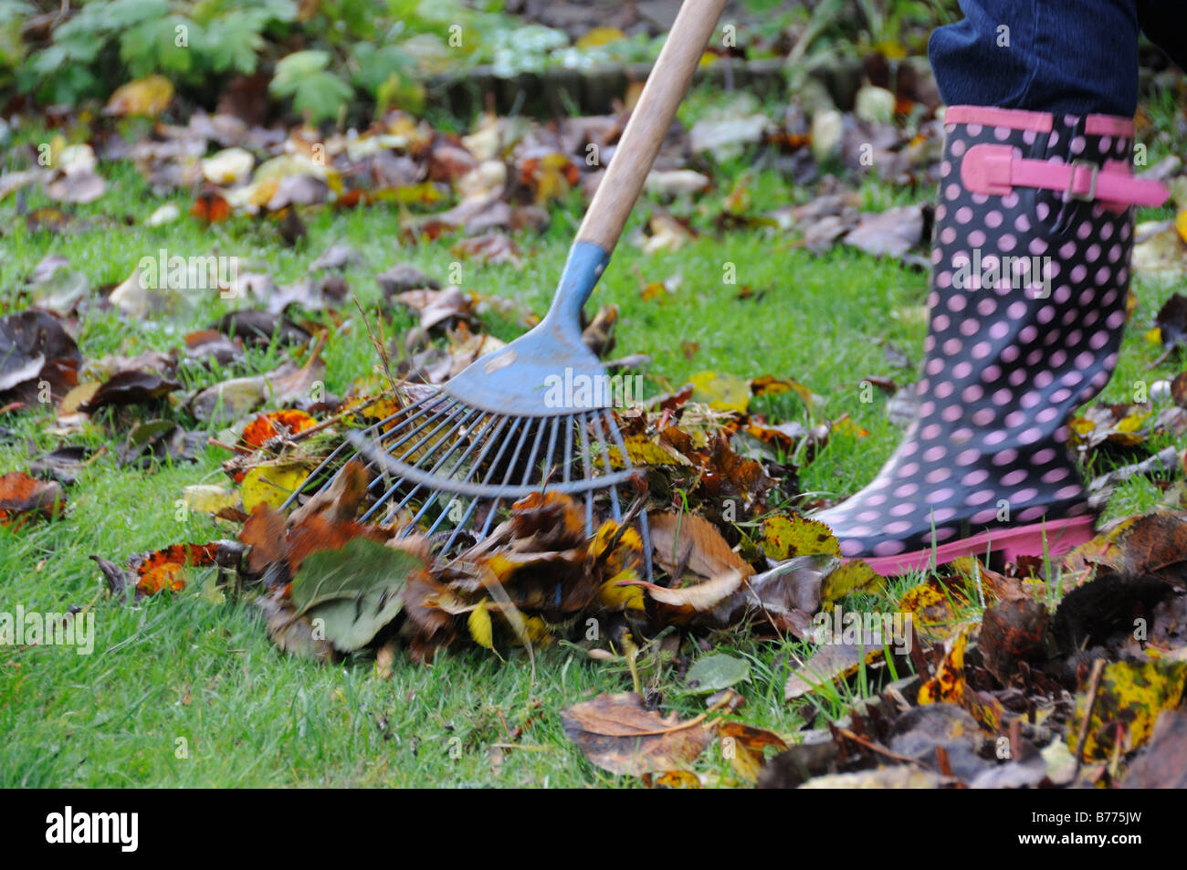 Woman with wellies raking fallen leaves with lawn rake UK November Stock Photo