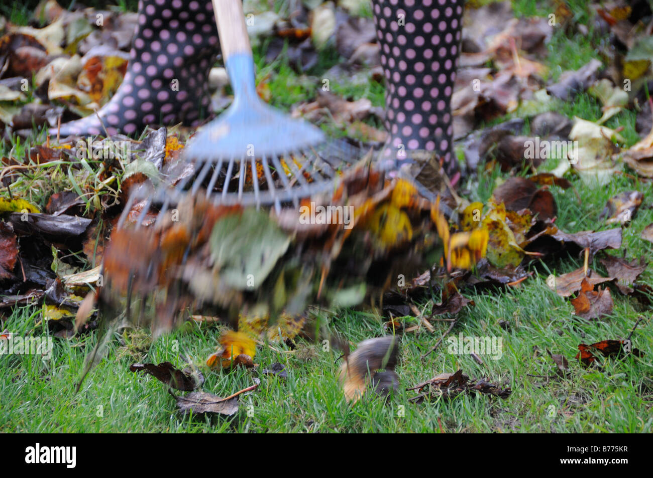 Woman with wellies raking fallen leaves with lawn rake UK November Stock Photo