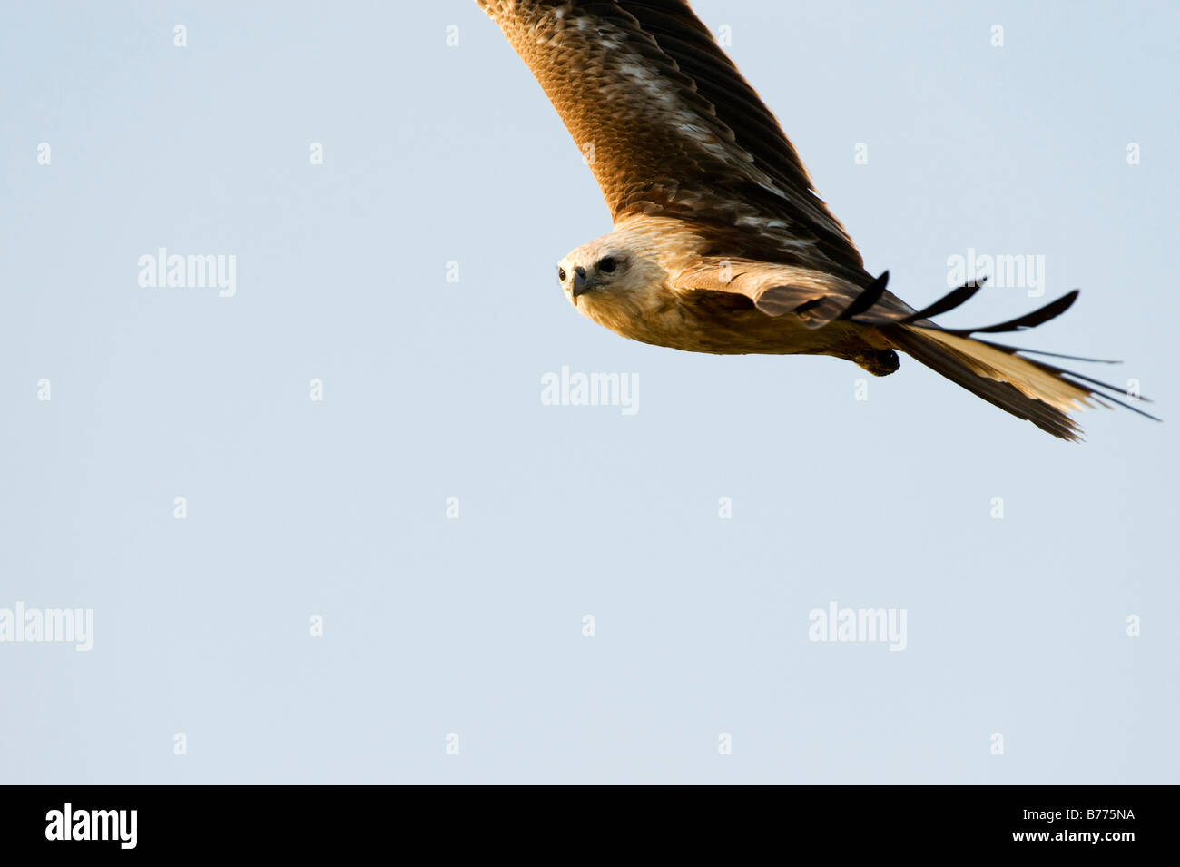 Haliastur indus. Juvenile Brahminy Kite flying against blue sky in India. Andhra Pradesh. India Stock Photo