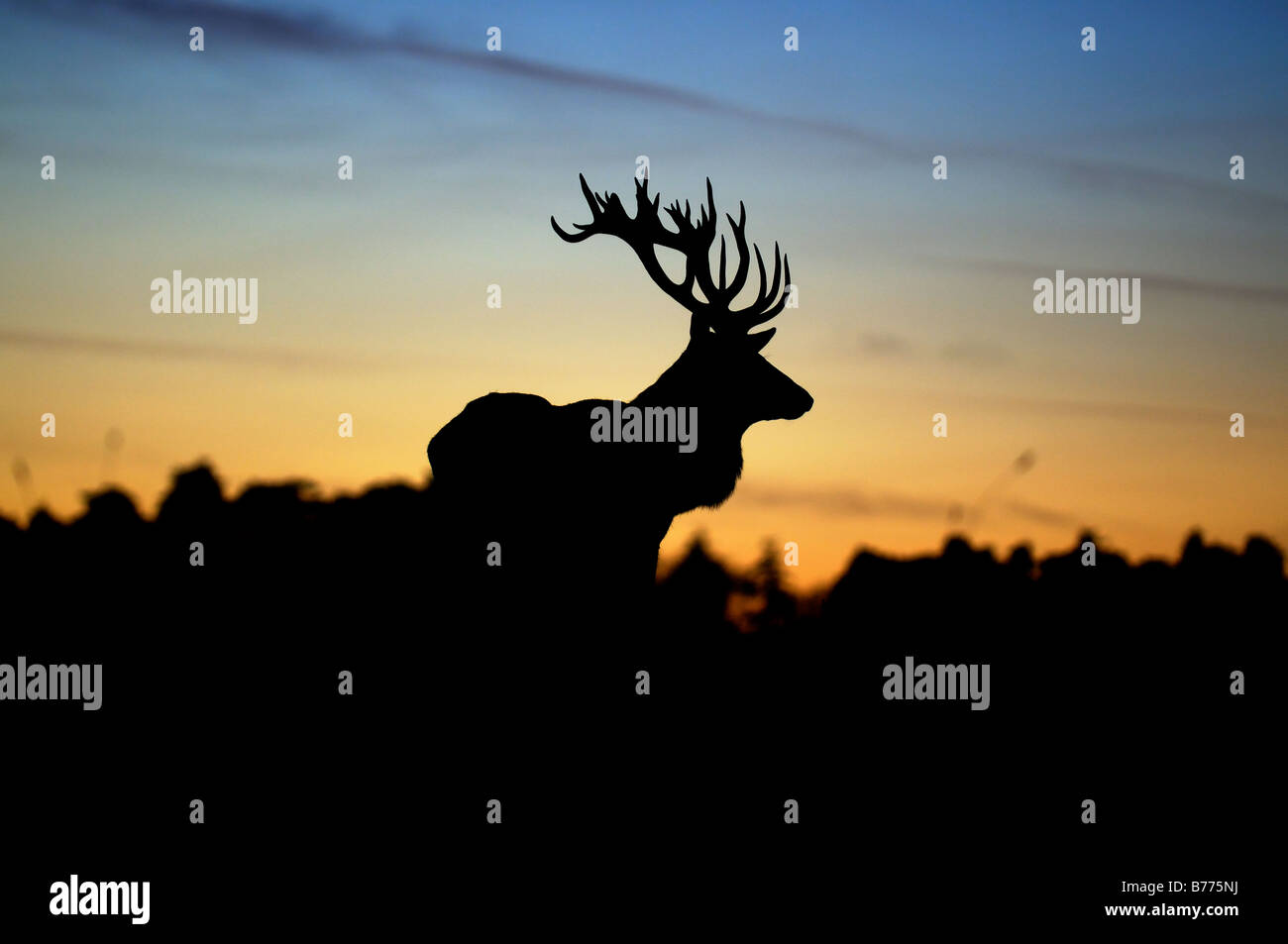 Red deer stag sunset hi-res stock photography and images - Alamy