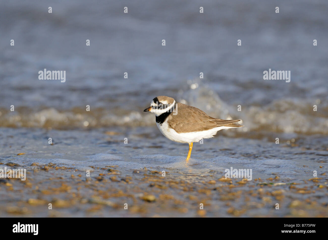 Ringed Plover charadrius hiaticula adult in winter plumage by waters edge Norfolk UK November Stock Photo