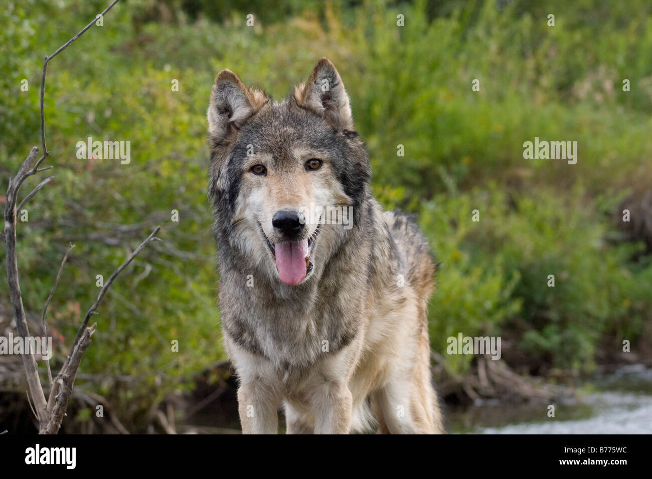 Wolf family river hi-res stock photography and images - Alamy