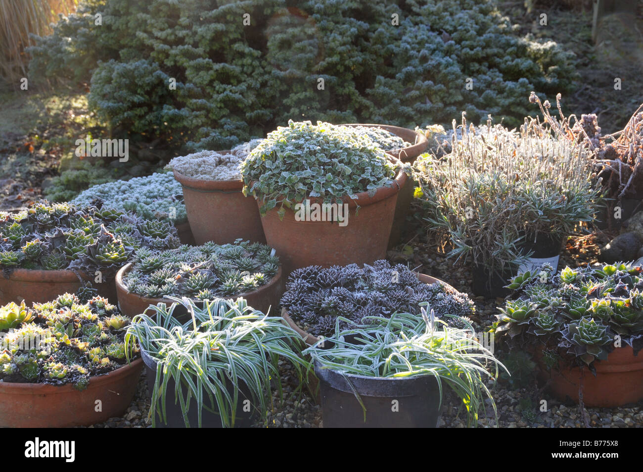 Back lit shot of frosty garden with plants in pots including sempervivums UK December Stock Photo