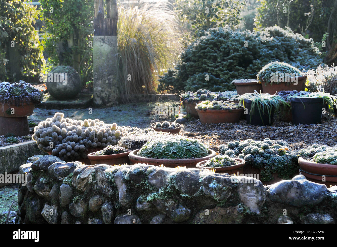 Sunny Backlit shot of frosty garden with plants in pots including sempervivums UK December Stock Photo