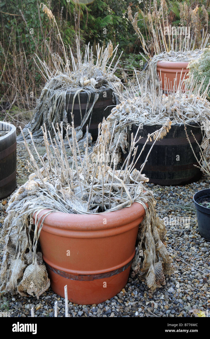 December garden containers hires stock photography and images Alamy