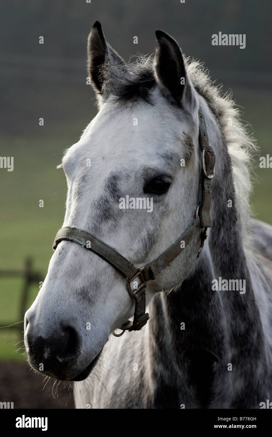 Grey mould mare in a paddock, Poland, Europe Stock Photo
