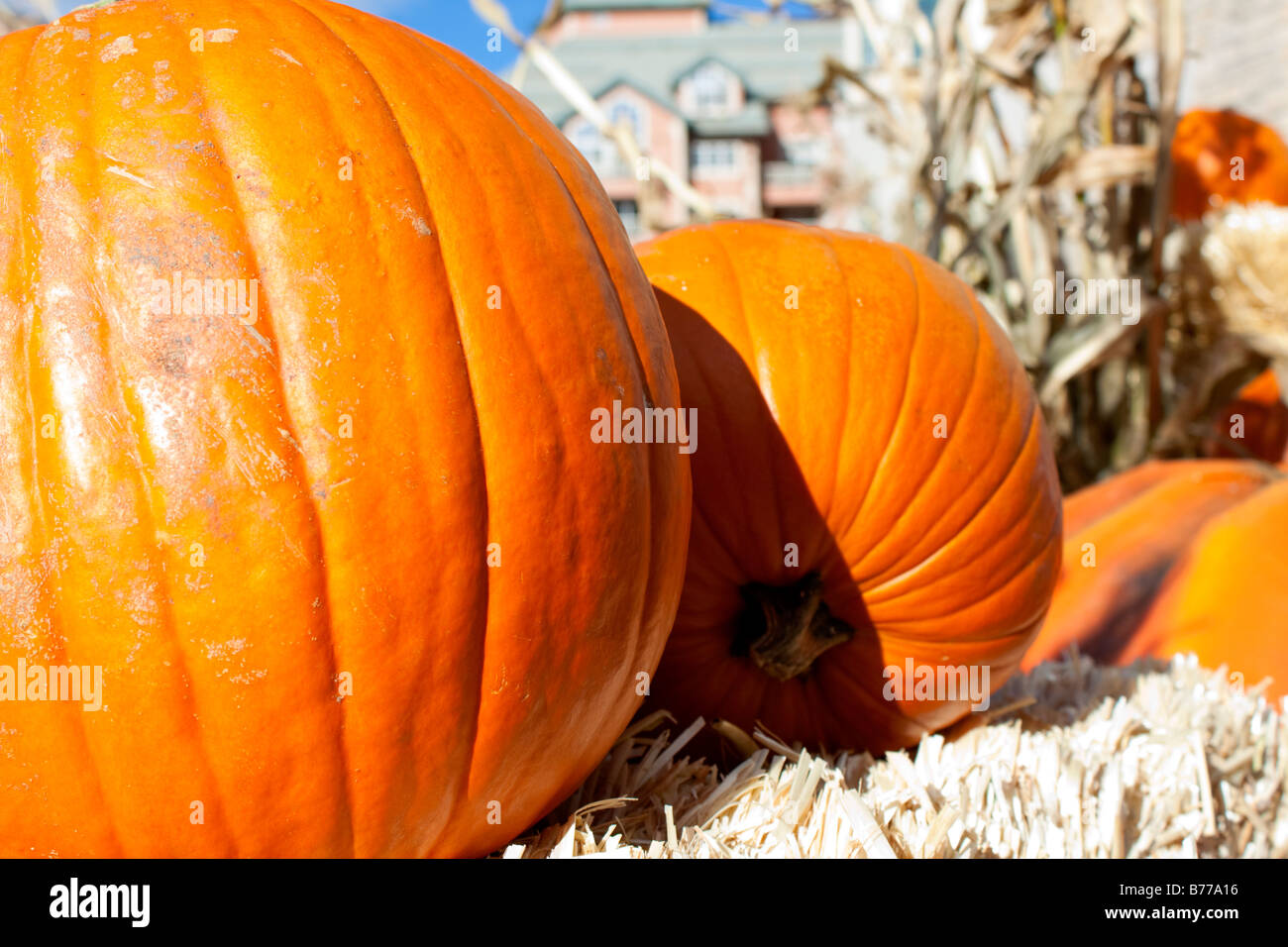 Pumpkins on a bale of hay Stock Photo